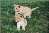 Toronto Zoo 1020 - Lion cubs