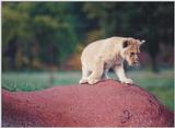 Toronto Zoo 1023 - Lion cub