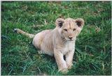Toronto Zoo 1024 - Lion cub