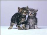 Animals - 1024 - 2 Kittens.jpg - File 01 of 25 (1/1)