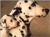 Animals - 1024 - Dalmatian.jpg - File 07 of 25 (1/1)