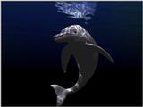 Animals - 1024 - Dolphin.jpg - File 08 of 25 (1/1)