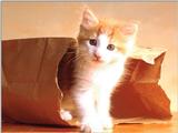 Animals - 1024 - Kitten 1.jpg - File 10 of 25 (1/1)