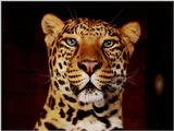 Animals - 1024 - Tiger1.jpg - File 21 of 25 (1/1)