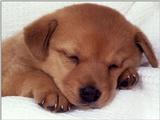 Animals - 1024 - Sleeping Puppy 1.jpg - File 18 of 25 (1/1)