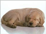 Animals - 1024 - Sleeping Puppy 2.jpg - File 19 of 25 (1/1)