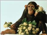 Animals - 1024 - monkey rose.jpg - File 22 of 25 (1/1)