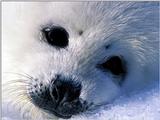 Animals - 1024 - zeehond.jpg - Harp Seal