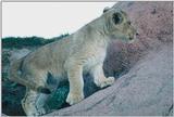 Toronto Zoo 1107 - Lion cub
