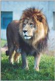 Toronto Zoo 1110 - Lion male