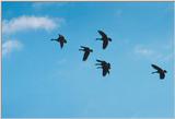 Toronto Zoo 1112 - Canada Geese in flight
