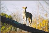 Toronto Zoo 1114 - Cheetah