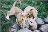 Toronto Zoo 1116 - Lion cubs