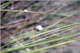 Periwinkle in Spartina Grass - Hunting Island, SC - 111 11.jpg