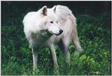 Toronto Zoo 1121 - Arctic Wolf