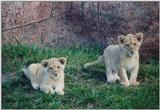 Toronto Zoo 1123 - Lion cubs