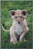 Toronto Zoo 1123b - Lion cubs