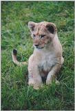 Toronto Zoo 1123c - Lion cub