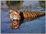 tiger in water - 113-22.jpg (1/1)