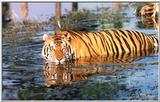 tiger in water - 113-33.jpg (1/1)