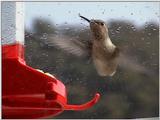 Re: Hummingbirds! (9)