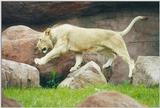 Toronto Zoo 1130b - Lion