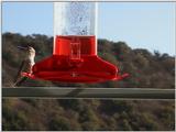 Re: Hummingbirds! (5)