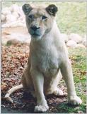 Toronto Zoo 1202 - White Lion (lioness)