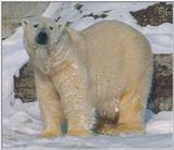 Toronto Zoo 1207 - Polar Bear