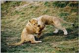 Toronto Zoo 1210 - Lion cub