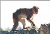 Toronto Zoo 1214 - Crab-eating Macaque