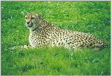 Toronto Zoo 1216 - Cheetah