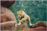 Toronto Zoo 1218 - Lion