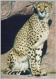Toronto Zoo 1220 - Cheetah