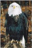 Toronto Zoo 1222 - Bald Eagle