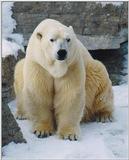 Toronto Zoo 1227 - Polar Bear