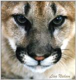cougar face close up - 124-8.jpg (1/1)