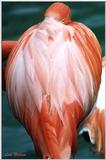 flamingo - 126-21.jpg (1/1)