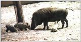 warthog mom and babies - 135-22.jpg (1/1)