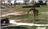 juvenile giraffe and ostrich - 136-15.jpg (1/1)