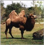 male bactrian camel - 136-2.jpg (1/1)