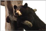 young black bear - 138-16.jpg