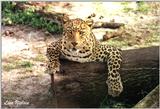 sorry about the blank!  leopard - 140-3.jpg (1/1)