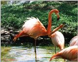 flamingo dominance display - 141-3.jpg (1/1)