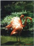 more feather ruffling-flamingos - 141-5.jpg (1/1)