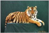 tiger posing - 149-11.jpg (1/1)