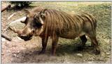 male warthog - 158-34.jpg (1/1)