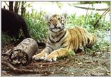 tiger cub - 161-14.jpg (1/1)