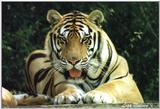 tiger - Shere Khan - 161-34.jpg (1/1)