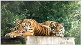 tiger pair - 162-24a.jpg (1/1)